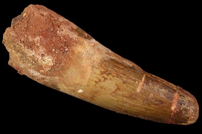 Bargain, Spinosaurus Tooth - Composite Tooth #87869